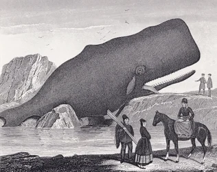 A Beached Sperm Whale